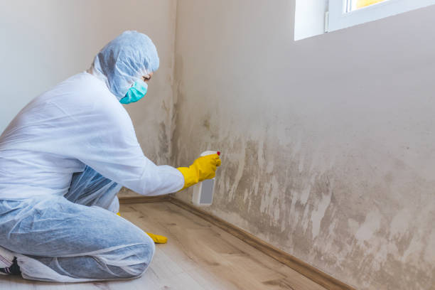 Licensed Mold Remediation service in Georgetown, TX - 24 Hour Mold Removal