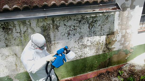 Top rated local Mold Remediation specialists in Georgetown, TX